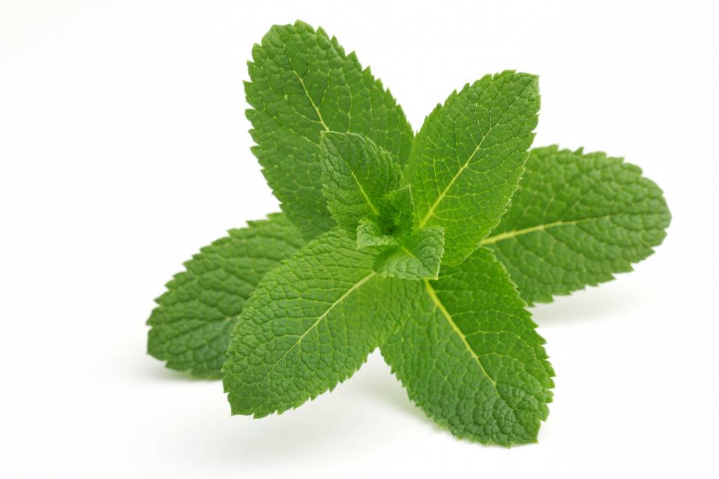 Illustration du terme « Menthe »